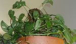 Photo139g.jpg