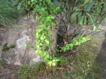 Copia de quel arbre4.JPG