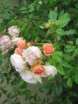 ghislaine de feligonde 3 14 06 05.jpg