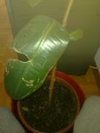 ficus 2.jpg