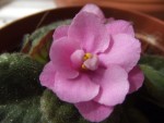 Saintpaulia, j'adore le petit coté pailleté de cette fleur que l'on ne peu voir qu'en gros plan...