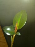 Ficus 3.jpg