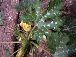 courgettes.jpg