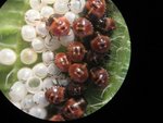 Insecte inconu.jpg