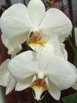 Ahhhh... les orchidées... j'en ai une petite collection mais je n'ai que celle là en fleurs en ce moment...