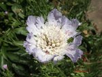 Scabieuse