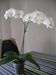 orchidée1.JPG