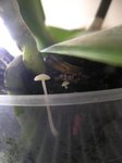 orchidée4.JPG