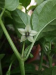 Voici une des fleurs d'un des petits touffus...