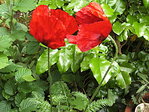pavots 4   31 5 10_nDC.jpg