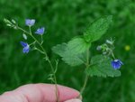 IMG_2027_fleur_x_WL.jpg
