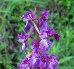 IMG_1854_detail.jpg