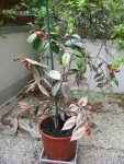 IMG_4441cpressée camelia.JPG