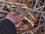 Bonne taille pour la recolte (taille d'une arperge). Les &quot;bambous&quot; autour sont les tiges sechees de l'an dernier