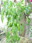 DSC03849.JPG