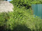 IMG_2351 REDUITE.jpg