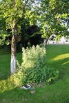 le potager médicinal de Madame