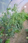 le coin des tomates