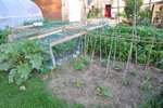 fraisiers haricots et rhubarbe