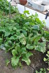 betteraves rouges et haricots de la serre