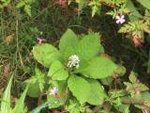 plante fleur blanche2.jpg