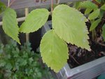 Feuilles du bas jaunies