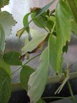 Feuilles du bas jaunies et flétries sur les bords