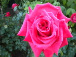 DSCN0988.JPG