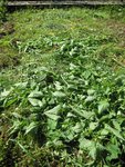 Engrais vert du bon Dieu.jpg