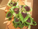 DSCF4201.JPG