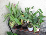 Mes Miltos, Dendros, Catts et mon Paph