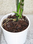 Dendrobium Nobilis
