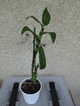 Dendrobium Nobilis