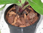 Paphiopedilum