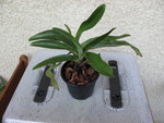 Paphiopedilum