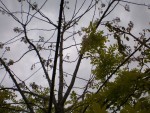 acacia zoom 2.jpg