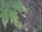 DSC00017.JPG