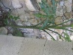 PLANTE3.JPG