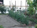 DSCN1050.JPG