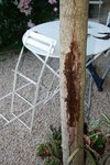 Copie de murier 1.jpg