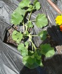 DSC02985.JPG