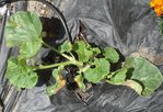 DSC02989.JPG