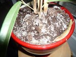 P1010364-R.jpg