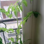 Arum.png