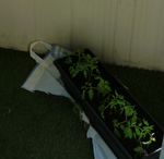 Jour 1, tout juste plantée!