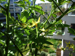 Jour 35, c'est trop mimi ces petites fleurs jaunes, on va avoir pleins de tomates!!