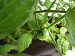 Les tomates sont vraiment trop mimi!!!