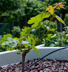 DSC_2076.jpg