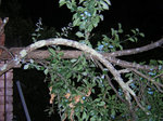 Photo de la branche