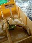 mangue avec racine et sa tige (4 feuilles, j'attends encore un peu avant de planter 6 juin 2010)